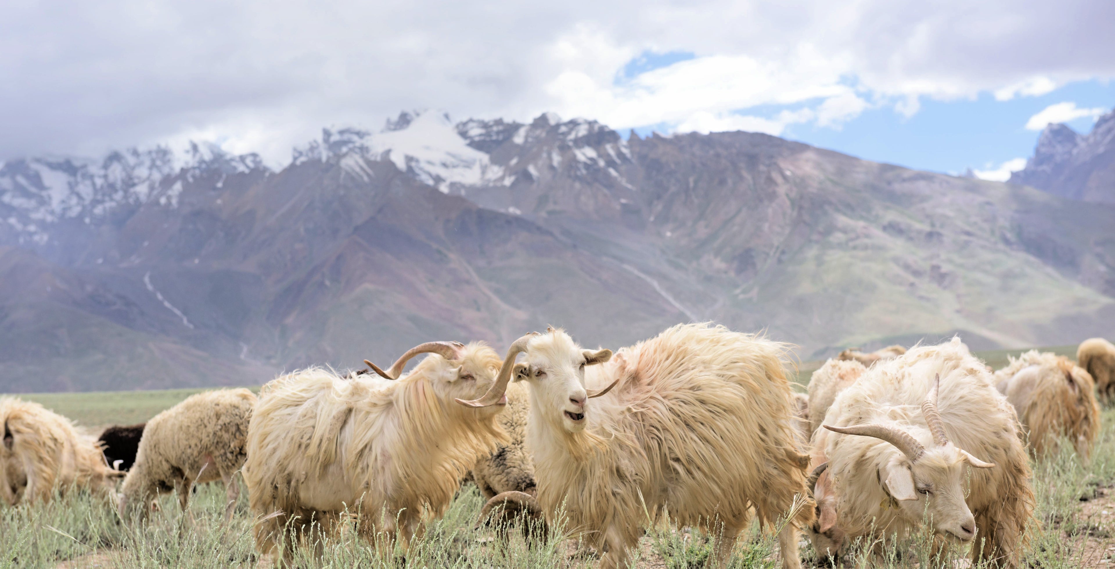 Changthangi-Ziegen in den Himalaya-Bergen